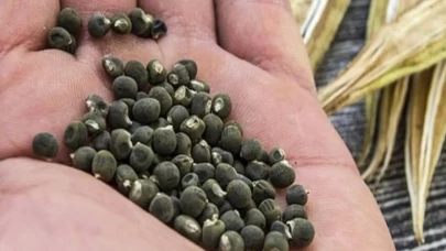 Bamya tohumu bağırsak ritmini nasıl düzene sokuyor?