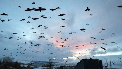 Ardahan’da gökyüzünde görsel şölen! Kuşların dansı göz kamaştırdı