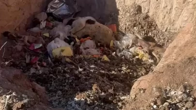 Aç bırakılan köpekler birbirini yedi