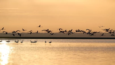 Karun Gölü'nde flamingolar görsel şölen oluşturdu