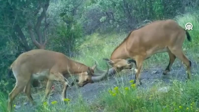 Çorum'da kavga eden dağ keçileri fotokapanla görüntülendi