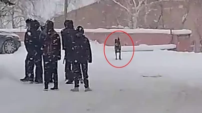 Erzurum’da okul bahçesinde köpek dehşeti: 3 öğrenci hastanelik oldu!