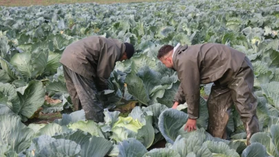 Fiyatı 5 kat arttı! Tarlada 40 lira, pazarda 200 lira