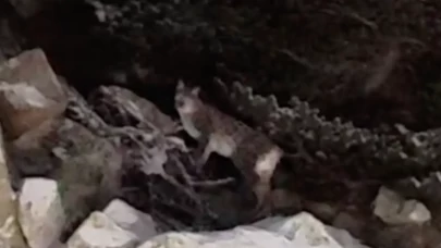 Çankırı'da yiyecek arayan vaşak kamerada!