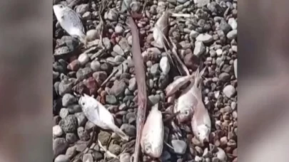 Muğla'da ölü balık alarmı