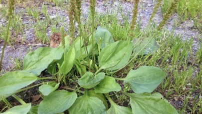 Sinir sisteminizi dinlendirin: Sinir otu ile tazelenin