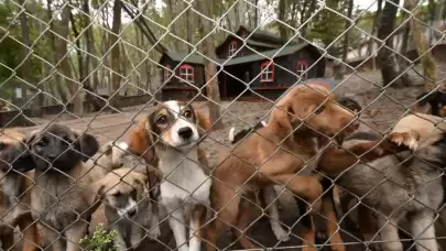 Bakanlık harekete geçti: Sağlık tesislerinde sahipsiz köpek kalmayacak
