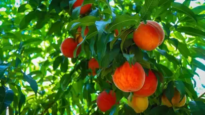 AB tescilli Bursa şeftalisi 26 ülkeden talep görüyor