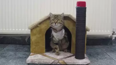 Gaziantep'te bir veteriner hekim, hayata bağladığı kediyi sahiplendi