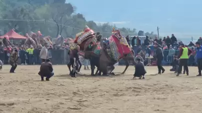 Kuyucak'taki deve güreşlerini 15 bin kişi izledi