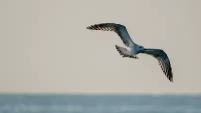 Doğu Akdeniz'deki martılar fotoğrafçıları büyüledi