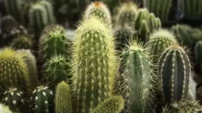 Kaktüs bakımı nasıl olur?