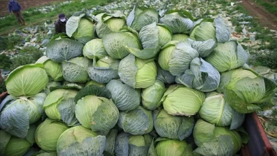 Kanser riskini azaltan süper besin