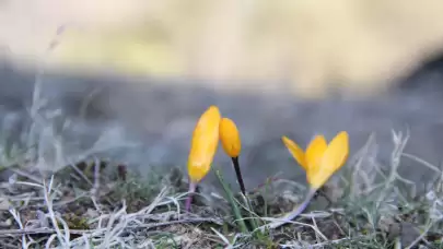 Çorum'da yalancı baharın etkisiyle çiğdemler erken çiçek açtı