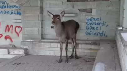 Doğaya bırakılan karaca tekrar geri döndü