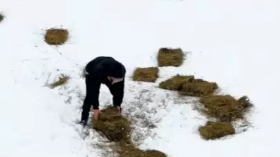 Doğu'da yaban hayvanları için doğaya yem bırakıldı