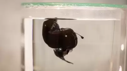 İspanya'da okyanusun gizemli canlısı 'siyah şeytan balığı' ilk kez görüntülendi