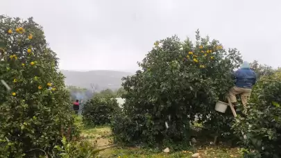 Mersin'de limon hasadı, kar yağışıyla eşsiz bir şölene dönüştü!