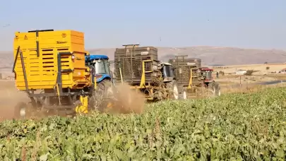 Çiftçilere destek! Kayseri Şeker, pancar bedeli ödemeleri takvimini açıkladı