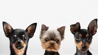 İlk defa köpek sahipleneceklerin bilmesi gerekenler