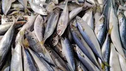 Büyük uskumru balıklarına dikkat!