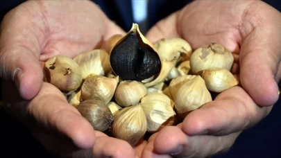 Antioksidan deposu siyah sarımsak şifa dağıtıyor