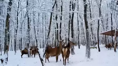 Kocaeli'den nefes kesen görüntüler!