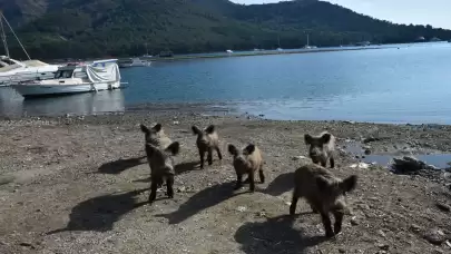 Aç kalan yaban domuzları, Marmaris sahiline indi