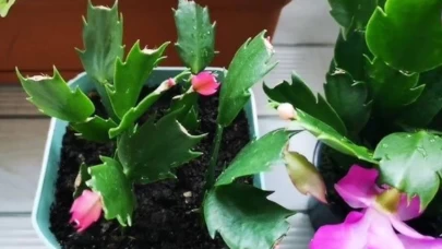 Çiçeklerinizi coşturacak 3 doğal kür! Evinizi botanik bahçeye dönüştürün