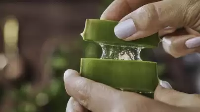 Aloe Vera, Cilt Sorunlarımıza Gerçekten Çözüm Sunuyor Mu?