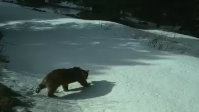 Kars'ta uydu izleme sistemiyle gözlenen ayılar kış uykusunda