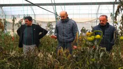 Hatay'da etkili olan zirai don tarım alanlarını vurdu