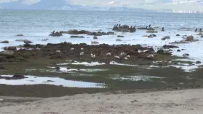 Deniz çekilince 2.500 yıllık antik liman ortaya çıktı