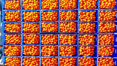 Adana'nın verimli topraklarında mandalina hasadı bereketi sürüyor