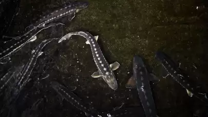 "Türk havyarı" dünya piyasasında olacak