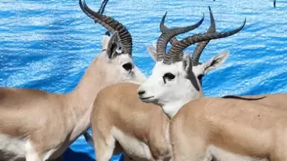 Ceylan Eti Yenir Mi? İslam’a Göre Helal Mi, Sağlığa Zararlı Mı?