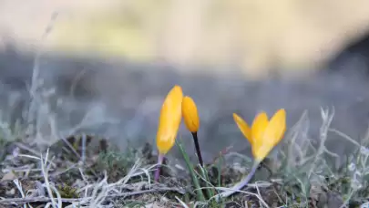 Çorum'da "baharın müjdecisi" çiğdemler açtı