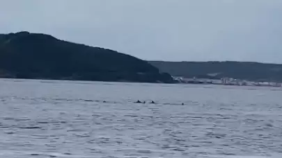 Çanakkale Boğazı’nda yunuslardan görsel şölen