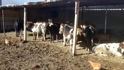 Karabük'ta kaybolan ineği cami imamı dronla buldu