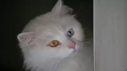 Neden evcil hayvan satın almamalı, sahiplenmeliyiz?