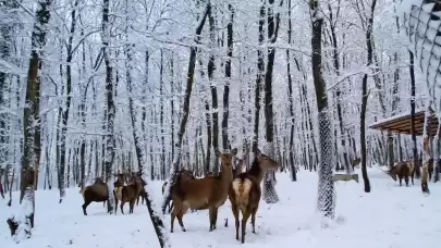 Avrupa’nın en büyük doğal yaşam parkı Ormanya beyaza büründü!