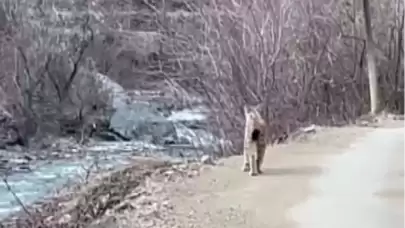 Artvin'de nesli tükenmekte olan vaşak görüldü