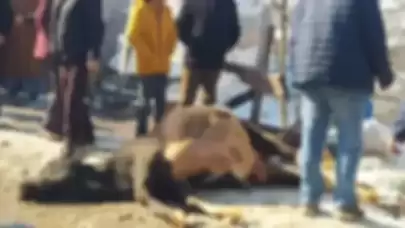 Kütahya'da 30 telef olmuş büyükbaş hayvan bulundu