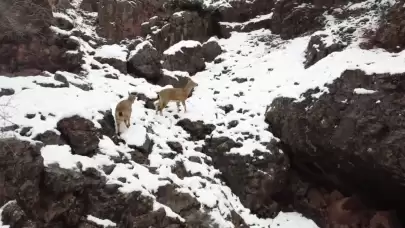 Tunceli'de yaban keçileri, karla kaplı dağlarda yiyecek bulmakta zorlanıyor