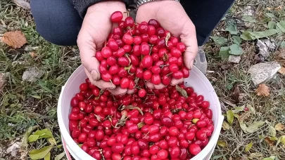 Kanserle mücadelede doğal destek
