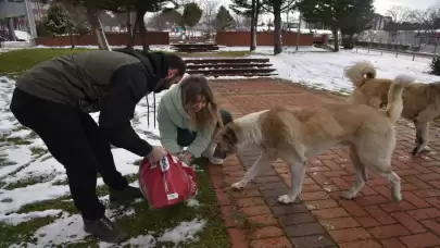 Samsun'da OMÜ Veteriner Fakültesi öğrencileri sahipsiz hayvanlar için yardım eli uzattı