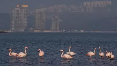İzmir'deki flamingolar  adeta şehirle bütünleşiyor