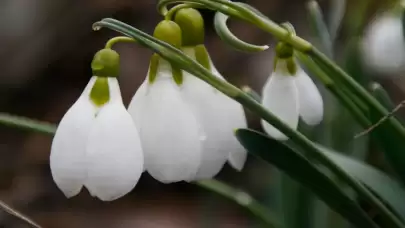 Ankara'da baharın müjdecisi kardelenler kendini göstermeye başladı