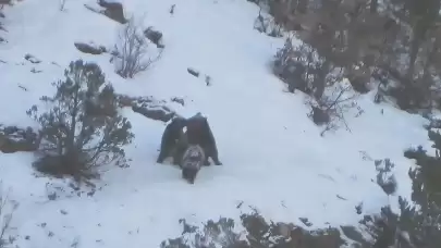 Gümüşhane'de karın tadını çıkaran ayılar görüntülendi