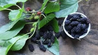 Dut Yaprağının Sağlığınıza Faydaları: Doğal Şifa Kaynağını Keşfedin